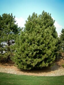 Сосна Чёрная (Pinus Nigra) купить по цене от 270.00р. в интернет-магазине «Посадика» с доставкой почтой в в Вилюйске и по всей России – [изображение №1].