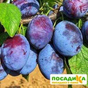 Слива Чачакская ранняя купить по цене от 229.00р. в интернет-магазине «Посадика» с доставкой почтой в в Вилюйске и по всей России – [изображение №1].