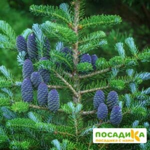 Пихта корейская (Abies koreana) купить по цене от 450.00р. в интернет-магазине «Посадика» с доставкой почтой в в Вилюйске и по всей России – [изображение №1].