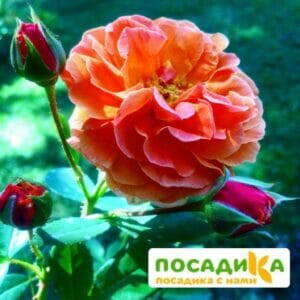 Роза Арабия купить по цене от 350.00р. в интернет-магазине «Посадика» с доставкой почтой в в Вилюйске и по всей России – [изображение №1].