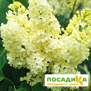 Сирень Примроуз (Primrose) купить по цене от 529.00р. в интернет-магазине «Посадика» с доставкой почтой в в Вилюйске и по всей России – [изображение №1].