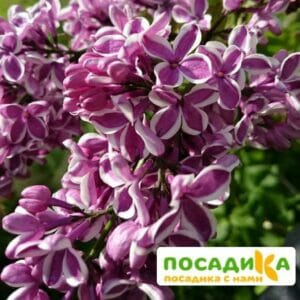 Сирень Сенсация купить по цене от 529.00р. в интернет-магазине «Посадика» с доставкой почтой в в Вилюйске и по всей России – [изображение №1].