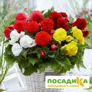 Бегония Фимбриата купить по цене от 235р. в интернет-магазине «Посадика» с доставкой почтой в в Вилюйске и по всей России – [изображение №1].