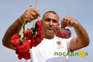 Клубника Гигант Джорнея купить по цене от 266р. в интернет-магазине «Посадика» с доставкой почтой в в Вилюйске и по всей России – [изображение №1].