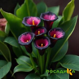 Калла Аура Лейс купить по цене от 400р. в интернет-магазине «Посадика» с доставкой почтой в в Вилюйске и по всей России – [изображение №1].