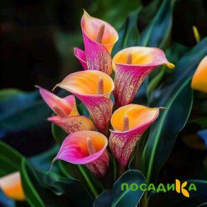 Калла Оникс купить по цене от 450р. в интернет-магазине «Посадика» с доставкой почтой в в Вилюйске и по всей России – [изображение №1].