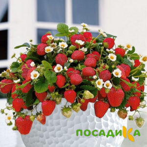 Клубника Рубиновый Шепот (горшечная) купить по цене от 240р. в интернет-магазине «Посадика» с доставкой почтой в в Вилюйске и по всей России – [изображение №1].