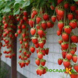Клубника вьющаяся Комплимент купить по цене от 470р. в интернет-магазине «Посадика» с доставкой почтой в в Вилюйске и по всей России – [изображение №1].