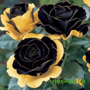 Роза Ханни Сикл купить по цене от 700р. в интернет-магазине «Посадика» с доставкой почтой в в Вилюйске и по всей России – [изображение №1].