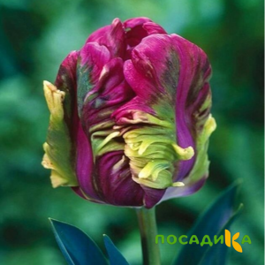 Тюльпан Экзотик Хэвен купить по цене от 186р. в интернет-магазине «Посадика» с доставкой почтой в в Вилюйске и по всей России – [изображение №1].