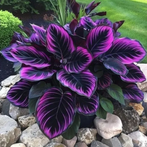 Хоста Люминоза купить по цене от 450р. в интернет-магазине «Посадика» с доставкой почтой в в Вилюйске и по всей России – [изображение №1].