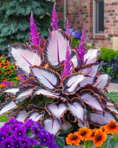 Хоста Кримэн Дрим купить по цене от 549р. в интернет-магазине «Посадика» с доставкой почтой в в Вилюйске и по всей России – [изображение №1].