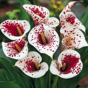 Калла Эмпайр купить по цене от 302р. в интернет-магазине «Посадика» с доставкой почтой в в Вилюйске и по всей России – [изображение №1].