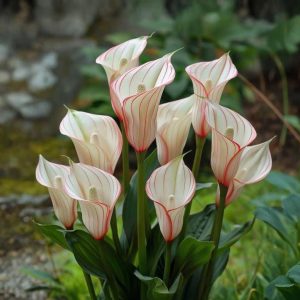 Калла Глейшер купить по цене от 299р. в интернет-магазине «Посадика» с доставкой почтой в в Вилюйске и по всей России – [изображение №1].