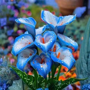 Калла Портрейт купить по цене от 292р. в интернет-магазине «Посадика» с доставкой почтой в в Вилюйске и по всей России – [изображение №1].