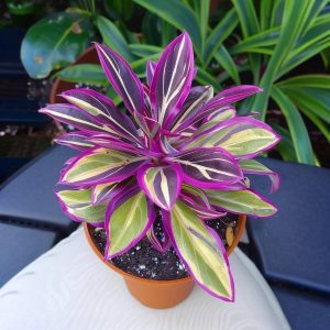 Хоста Сильвер Стик купить по цене от 650р. в интернет-магазине «Посадика» с доставкой почтой в в Вилюйске и по всей России – [изображение №1].