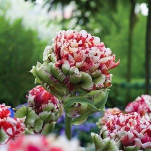 Тюльпан Дабл Флеминг Берд купить по цене от 249р. в интернет-магазине «Посадика» с доставкой почтой в в Вилюйске и по всей России – [изображение №1].