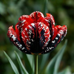 Тюльпан Вельвет Файер купить по цене от 394р. в интернет-магазине «Посадика» с доставкой почтой в в Вилюйске и по всей России – [изображение №1].