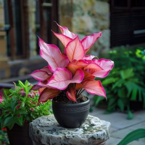 Хоста Розовая Симфония купить по цене от 800р. в интернет-магазине «Посадика» с доставкой почтой в в Вилюйске и по всей России – [изображение №1].