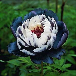 Пион Древовидный Инь-Янь купить по цене от 419р. в интернет-магазине «Посадика» с доставкой почтой в в Вилюйске и по всей России – [изображение №1].