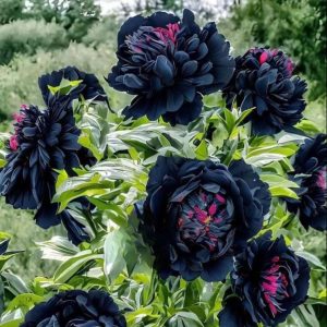 Пион древовидный Сердце Афродиты купить по цене от 600р. в интернет-магазине «Посадика» с доставкой почтой в в Вилюйске и по всей России – [изображение №1].