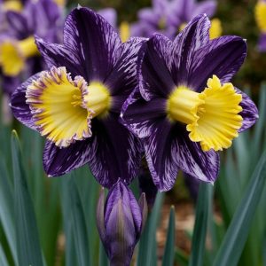 Нарцисс Акропоис купить по цене от 382р. в интернет-магазине «Посадика» с доставкой почтой в в Вилюйске и по всей России – [изображение №1].