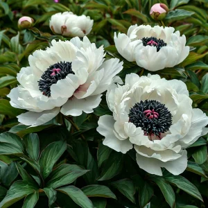 Пион Инк Эн купить по цене от 429р. в интернет-магазине «Посадика» с доставкой почтой в в Вилюйске и по всей России – [изображение №1].