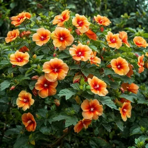 Гибискус Кристал Рэй купить по цене от 458р. в интернет-магазине «Посадика» с доставкой почтой в в Вилюйске и по всей России – [изображение №1].