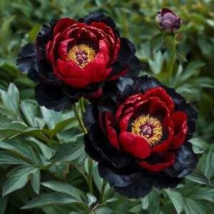 Пион Эбеновый Рубин купить по цене от 419р. в интернет-магазине «Посадика» с доставкой почтой в в Вилюйске и по всей России – [изображение №1].