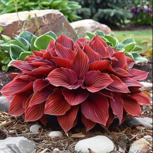 Хоста Малыш Шедевр купить по цене от 421р. в интернет-магазине «Посадика» с доставкой почтой в в Вилюйске и по всей России – [изображение №1].