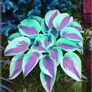 Хоста Висперин Бьюти купить по цене от 379р. в интернет-магазине «Посадика» с доставкой почтой в в Вилюйске и по всей России – [изображение №1].