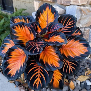 Хоста Сикрет Форест купить по цене от 601р. в интернет-магазине «Посадика» с доставкой почтой в в Вилюйске и по всей России – [изображение №1].