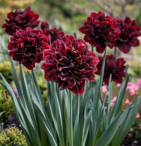 Нарцисс Малиновая Вуаль купить по цене от 3000р. в интернет-магазине «Посадика» с доставкой почтой в в Вилюйске и по всей России – [изображение №1].